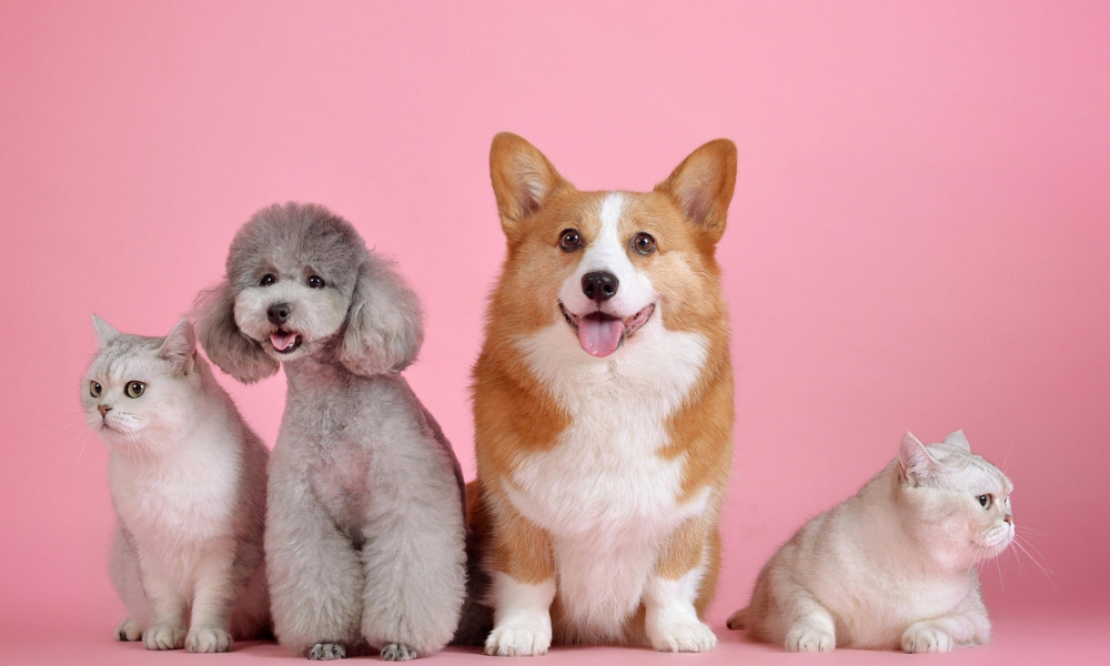 save money on pet care